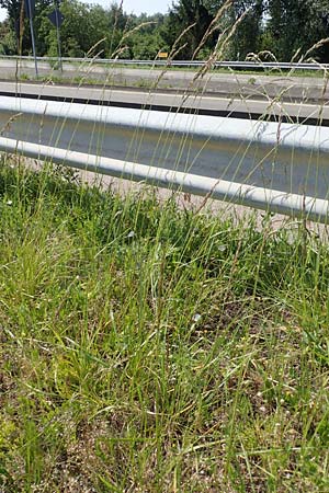 Festuca arundinacea \ Rohr-Schwingel / Tall Fescue, D Germersheim 4.6.2019