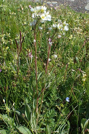 Berteroa incana / Hoary Alyssum, D Kehl 17.4.2021