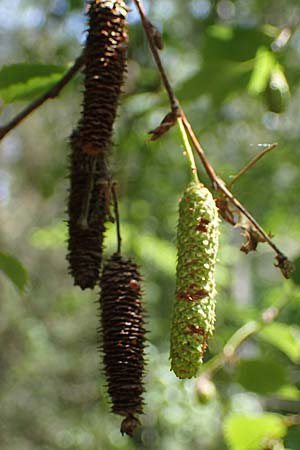 Betula pendula \ Gewhnliche Birke, Hnge-Birke / Silver Birch, D Böhl-Iggelheim 2.7.2023