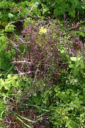 Brassica juncea \ Ruten-Kohl, Brauner Senf / Brown Mustard, Mustard Green, D Karlsruhe 3.10.2015