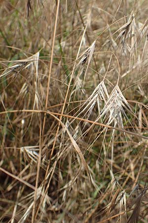 Bromus japonicus \ Japanische Trespe / Japanese Brome, D Grünstadt-Asselheim 16.6.2018