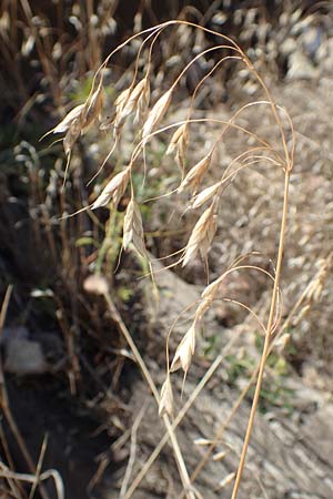 Bromus japonicus \ Japanische Trespe / Japanese Brome, D Mannheim 15.9.2019