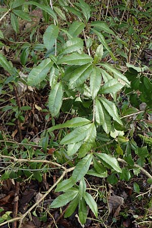 Berberis julianae \ Groblttrige Berberitze, Julianes Berberitze, D Alsbach 12.2.2022