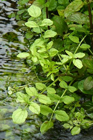 Nasturtium officinale \ Echte Brunnenkresse / Water Cress, D Almequellen bei/near Brilon 15.6.2019