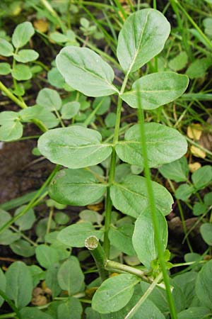 Cardamine amara \ Bitteres Schaumkraut / Large Bitter-Cress, D Odenwald, Zotzenbach 2.5.2015