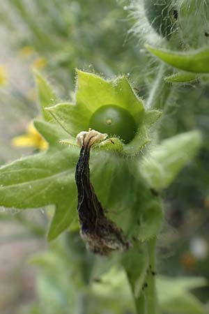 Hyoscyamus niger \ Schwarzes Bilsenkraut / Henbane, D Mannheim 10.5.2020