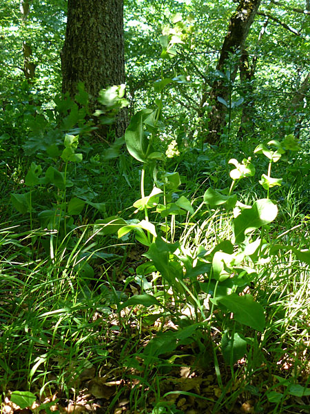 Bupleurum longifolium \ Langblttriges Hasenohr, Wald-Hasenohr / Long-Leaved Hare's Ear, D Hechingen 3.6.2015