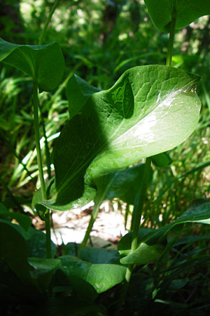 Bupleurum longifolium \ Langblttriges Hasenohr, Wald-Hasenohr / Long-Leaved Hare's Ear, D Hechingen 3.6.2015