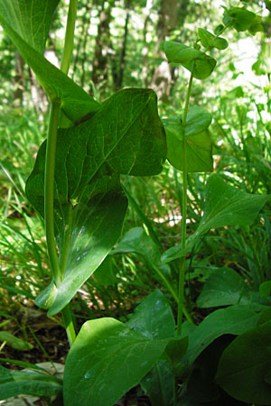 Bupleurum longifolium \ Langblttriges Hasenohr, Wald-Hasenohr / Long-Leaved Hare's Ear, D Hechingen 3.6.2015