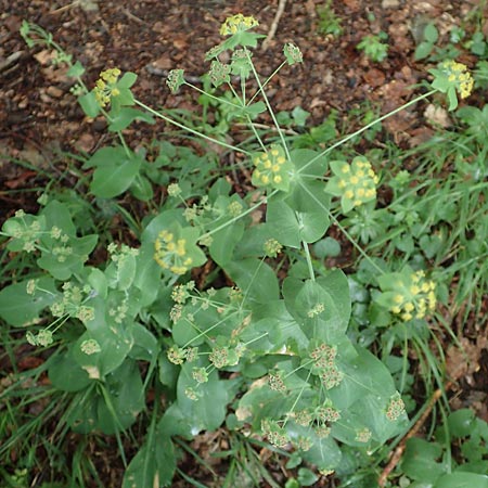 Bupleurum longifolium \ Langblttriges Hasenohr, Wald-Hasenohr / Long-Leaved Hare's Ear, D Hechingen 20.6.2015