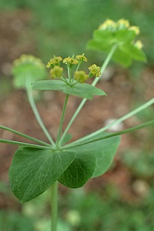 Bupleurum longifolium \ Langblttriges Hasenohr, Wald-Hasenohr / Long-Leaved Hare's Ear, D Hechingen 20.6.2015