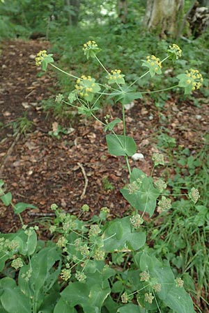 Bupleurum longifolium \ Langblttriges Hasenohr, Wald-Hasenohr / Long-Leaved Hare's Ear, D Hechingen 20.6.2015