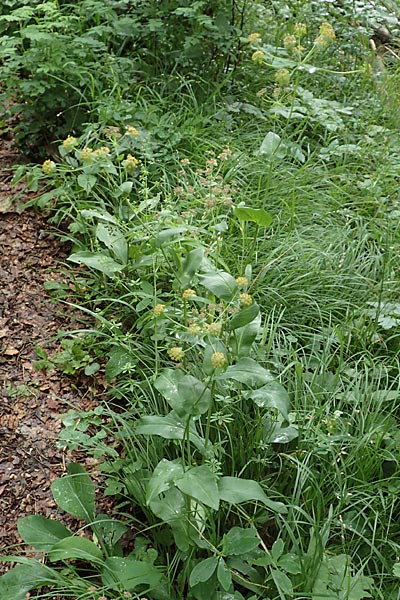 Bupleurum longifolium \ Langblttriges Hasenohr, Wald-Hasenohr / Long-Leaved Hare's Ear, D Hechingen 20.6.2015