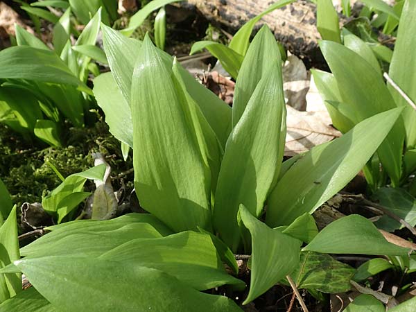 Allium ursinum \ Br-Lauch / Ramsons, D Mannheim 11.3.2017