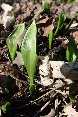 Allium ursinum \ Br-Lauch / Ramsons, D Mannheim 24.2.2018