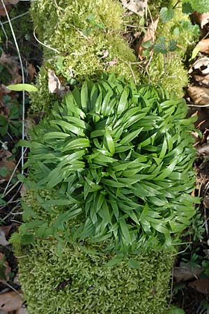 Allium ursinum \ Br-Lauch / Ramsons, D Bensheim 7.4.2018