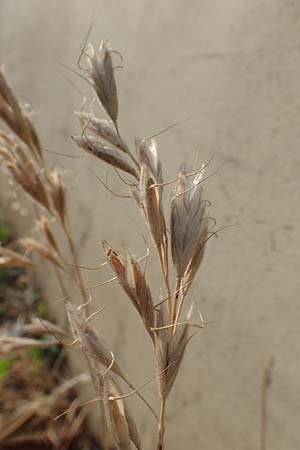 Bromus lanceolatus \ Spreizende Trespe, D Stuttgart 6.6.2018