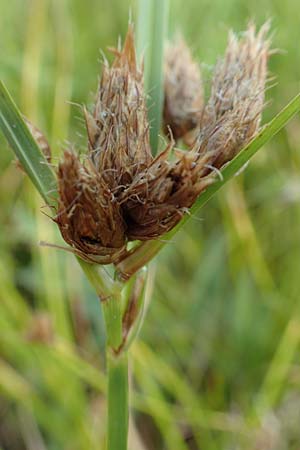 Bolboschoenus laticarpus \ Breitfrchtige Strandsimse / Broadseed Club-Rush, D Neulußheim 7.7.2018