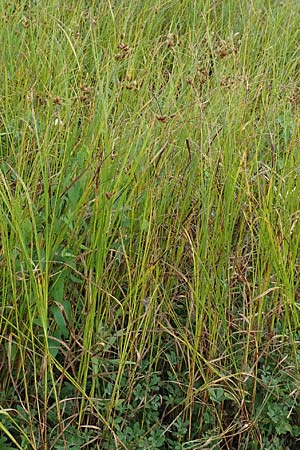 Bolboschoenus laticarpus \ Breitfrchtige Strandsimse / Broadseed Club-Rush, D Neulußheim 7.7.2018