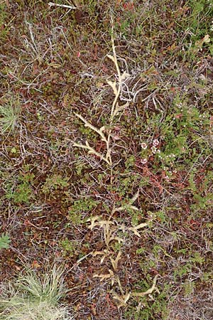 Lycopodium clavatum / Stag's-Horn Clubmoss, Common Clubmoss, D Harz, Sonnenberg 24.8.2018
