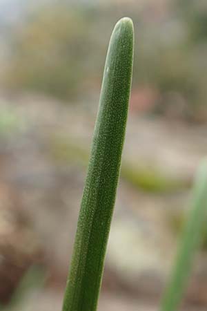 Allium senescens subsp. montanum \ Berg-Lauch, D Felsberg 29.7.2019