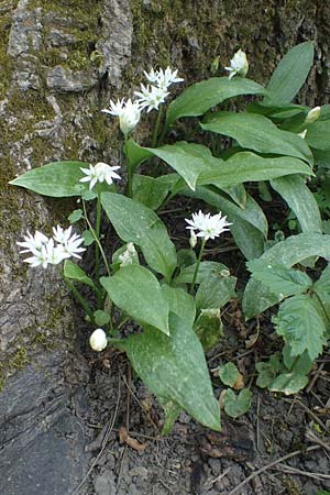 Allium ursinum / Ramsons, D Mannheim 28.4.2021