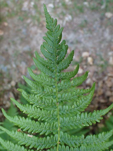 Oreopteris limbosperma \ Berg-Farn, Berg-Lappen-Farn / Sweet Mountain Fern, Lemon-Scented Fern, D Odenwald, Erbach 17.7.2022