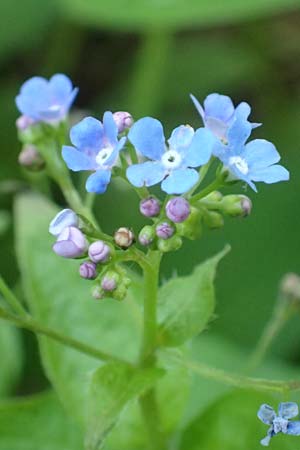 Brunnera macrophylla \ Groblttriges Kaukasus-Vergissmeinnicht / Siberian Bugloss, False Forget-me-not, D Pforzheim 29.4.2017