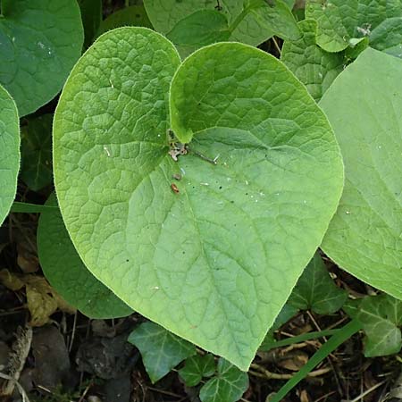 Brunnera macrophylla \ Groblttriges Kaukasus-Vergissmeinnicht / Siberian Bugloss, False Forget-me-not, D Pforzheim 29.4.2017