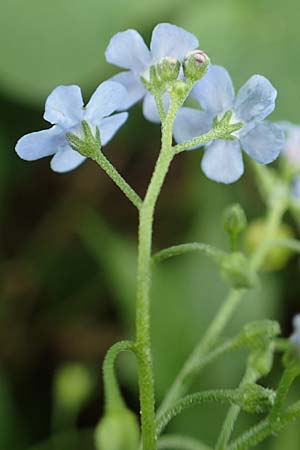 Brunnera macrophylla \ Groblttriges Kaukasus-Vergissmeinnicht / Siberian Bugloss, False Forget-me-not, D Stuttgart-Gaisburg 24.4.2018