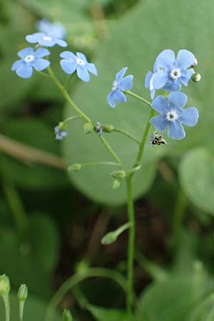 Brunnera macrophylla \ Groblttriges Kaukasus-Vergissmeinnicht / Siberian Bugloss, False Forget-me-not, D Stuttgart-Gaisburg 24.4.2018