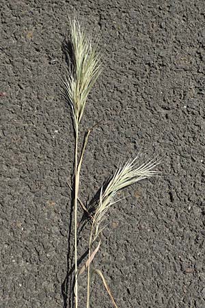 Bromus madritensis \ Mittelmeer-Trespe / Compact Brome, D Assmannshausen 9.5.2018