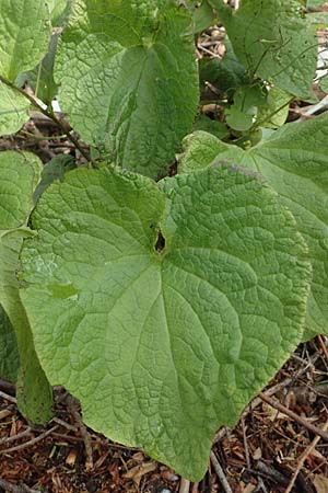 Brunnera macrophylla \ Groblttriges Kaukasus-Vergissmeinnicht, D Heidelberg 3.5.2020