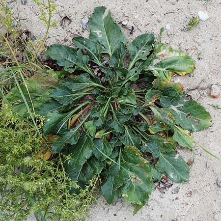 Beta vulgaris subsp. maritima \ Wilde Rbe, Meer-Mangold / Sea Beet, D Hohwacht 13.9.2021