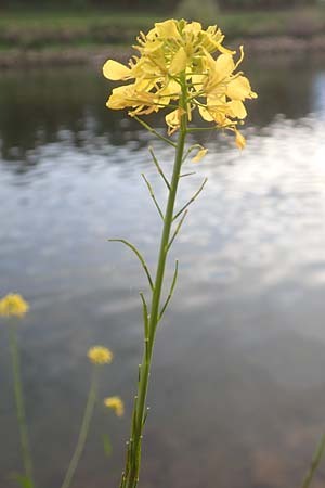 Brassica nigra \ Schwarzer Senf / Black Mustard, D Mannheim 5.10.2015