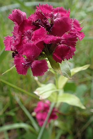 Dianthus barbatus \ Bart-Nelke / Sweet William, D Freigericht 23.6.2023