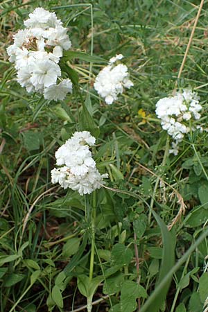 Dianthus barbatus \ Bart-Nelke / Sweet William, D Freigericht 23.6.2023