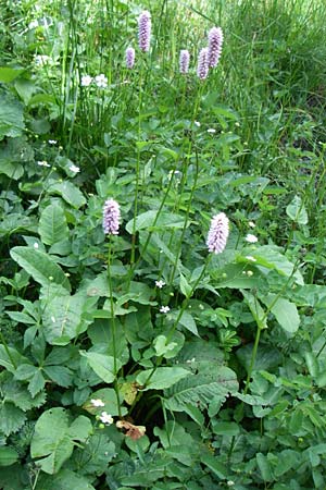 Bistorta officinalis \ Schlangen-Knterich, D Schwarzwald, Feldberg 29.6.2008