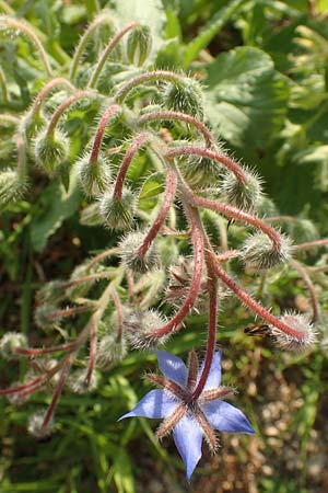 Borago officinalis / Borago, D Pfalz, Speyer 19.10.2018