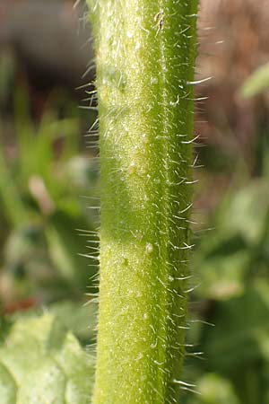 Borago officinalis / Borago, D Pfalz, Speyer 19.10.2018