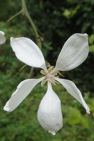 Citrus trifoliata \ Bitterorange, Dreiblatt-Zitrone, D Weinheim an der Bergstraße, Schlosspark 29.4.2019