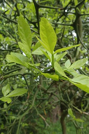 Citrus trifoliata \ Bitterorange, Dreiblatt-Zitrone / Japanese Bitter Orange, Trifoliate Orange, D Weinheim an der Bergstraße, Schlosspark 29.4.2019