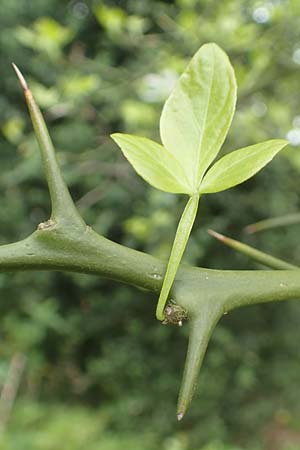 Citrus trifoliata \ Bitterorange, Dreiblatt-Zitrone / Japanese Bitter Orange, Trifoliate Orange, D Weinheim an der Bergstraße, Schlosspark 29.4.2019