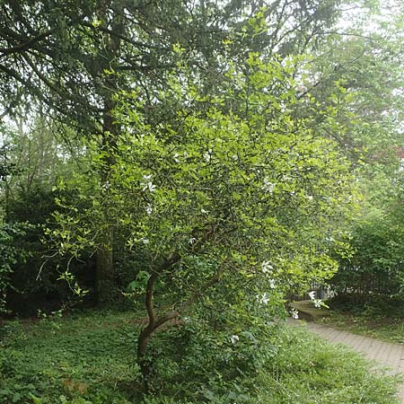 Citrus trifoliata \ Bitterorange, Dreiblatt-Zitrone, D Weinheim an der Bergstraße, Schlosspark 29.4.2019