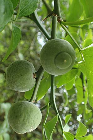 Citrus trifoliata \ Bitterorange, Dreiblatt-Zitrone, D Botan. Gar. Krefeld 13.6.2019