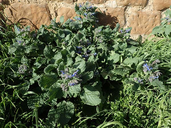 Borago officinalis \ Boretsch, D Neuleiningen 13.3.2020