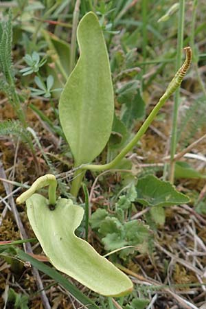 Ophioglossum vulgatum \ Gemeine Natternzunge, D Iffezheim 22.5.2020