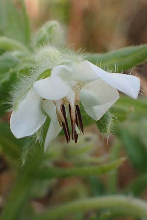 Borago officinalis / Borago, D Neulußheim 22.9.2021