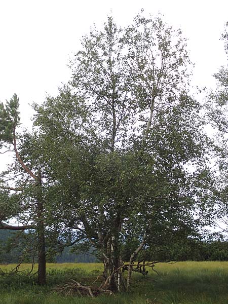 Betula pubescens \ Moor-Birke, Flaum-Birke, D Schwarzwald, Unterstmatt 4.8.2016