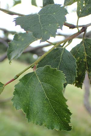 Betula pubescens \ Moor-Birke, Flaum-Birke / Downy Birch, D Schwarzwald/Black-Forest, Unterstmatt 4.8.2016